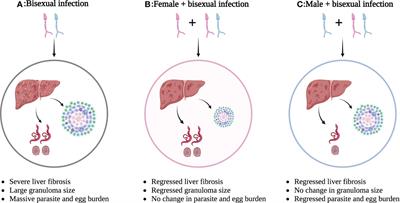 Single-sex schistosomiasis: a mini review